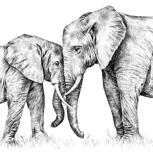 Marquage Art ara rouge