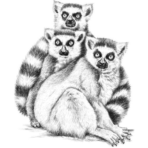 Marquage Art Loup Blanc