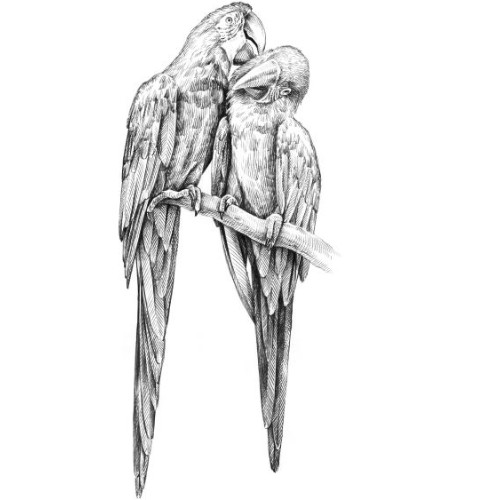 Marquage Art panda roux