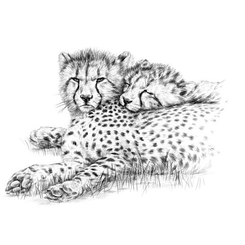 Marquage Art marmotte