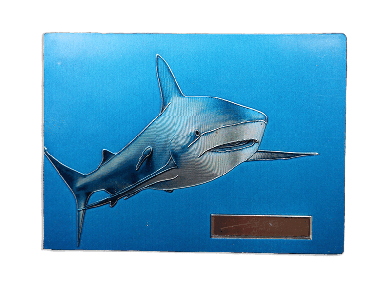 magnet requin