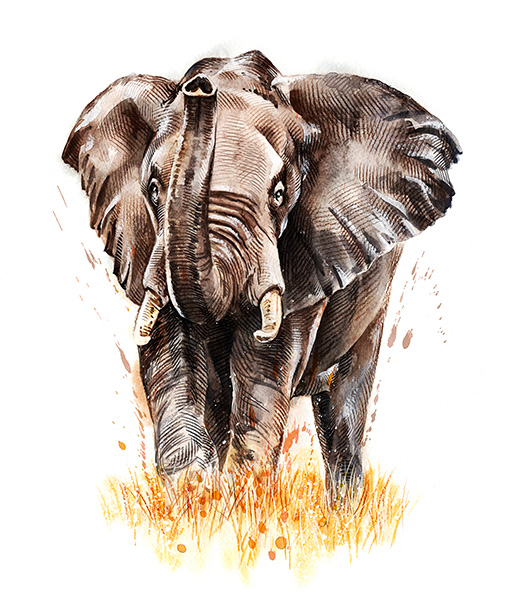 Marquage Art Elephant