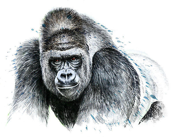 Marquage Art Gorille