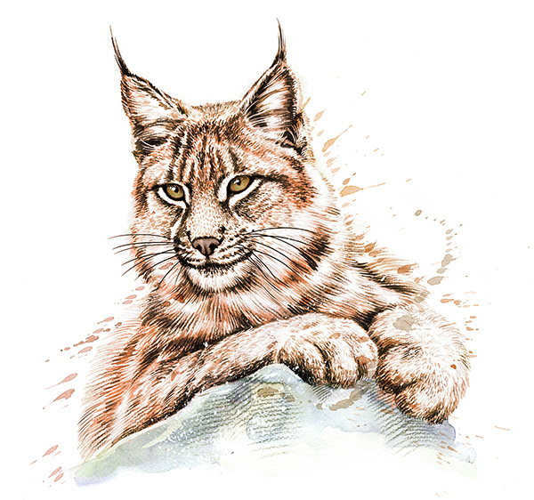 Marquage Art Lynx