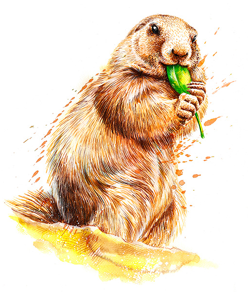 Marquage Art marmotte