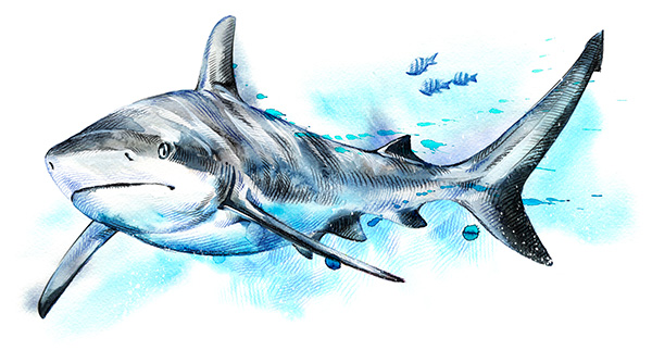 Marquage Art Requin