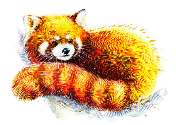 Marquage Art panda roux