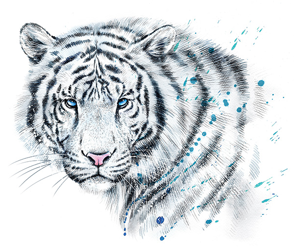 Marquage Art tigre blanc