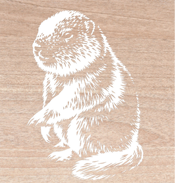 marquage marmotte