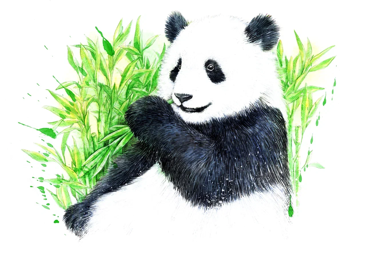 Marquage Art panda roux